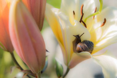 Bir çiçeğin arka planında salyangoz. Kahverengi kabuk. Üzüm salyangoz bir incelik, tam, sağlıklı bir ürün olarak yenir. Ayrıca kozmetoloji ve ilaç endüstrisinde kullanılmak üzere yetiştirilir.