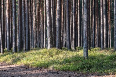 Kozalaklı ormanda manzara. Düz ağaç gövdeleri. Çam ağaçları düz büyümek ve çalılıkların güzel bir doku yapmak. Yaz. Gün.