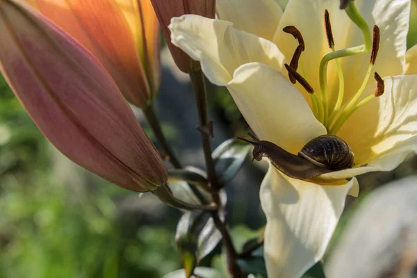 Slak Achtergrond Van Een Bloem Bruin Shell Druif Slak Een — Stockfoto