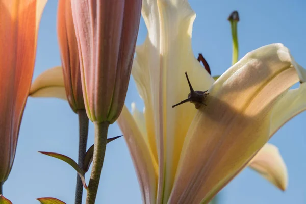 Csiga Háttérben Egy Virág Barna Héj Szőlő Csiga Egy Csemege — Stock Fotó