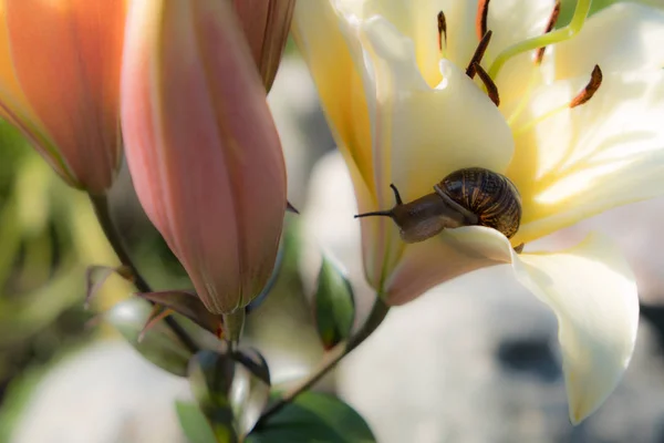 Hlemýždi Pozadí Květiny Hnědý Krunýř Rév Delikatesa Konzumuje Jako Plnohodnotný — Stock fotografie