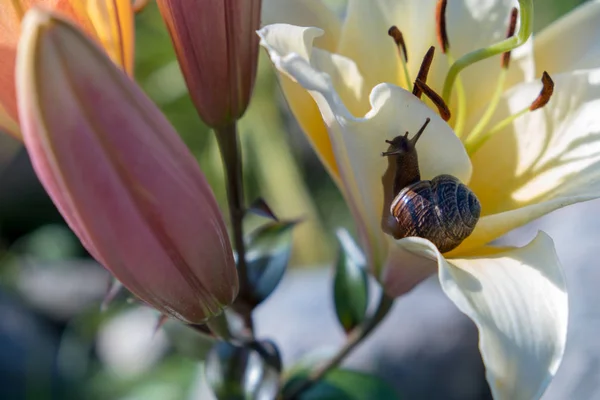 Hlemýždi Pozadí Květiny Hnědý Krunýř Rév Delikatesa Konzumuje Jako Plnohodnotný — Stock fotografie