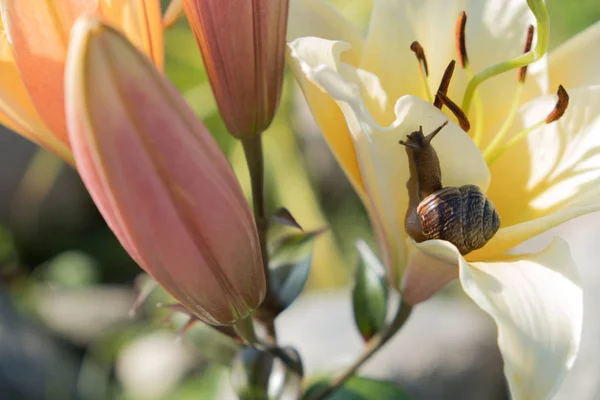 Caracol Fundo Uma Flor Casca Castanha Caracol Uva Uma Iguaria — Fotografia de Stock