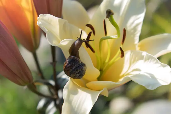 Lumaca Sullo Sfondo Fiore Guscio Marrone Lumaca Uva Una Prelibatezza — Foto Stock