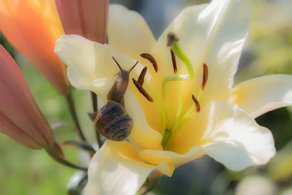 Csiga Háttérben Egy Virág Barna Héj Szőlő Csiga Egy Csemege — Stock Fotó