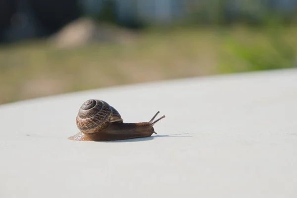 Caracol Sobre Fondo Color Cáscara Marrón Caracol Uva Manjar Come —  Fotos de Stock