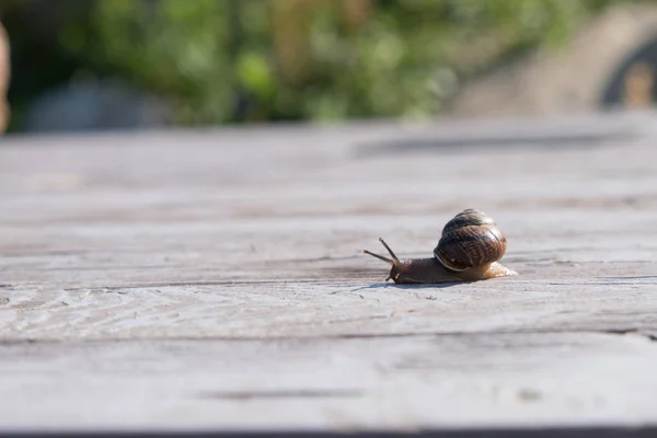 Caracol Sobre Fondo Madera Cáscara Marrón Caracol Uva Manjar Come —  Fotos de Stock