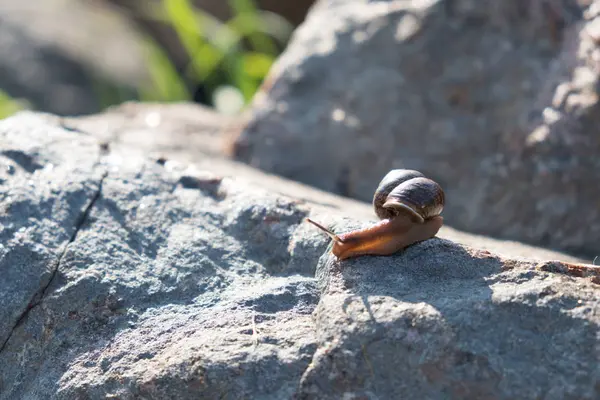 Een Slak Kruipt Een Steen Bruin Shell Druif Slak Een — Stockfoto