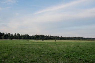 Yeşil alan ve mavi gökyüzü ile Manzara. Ufukta orman kuşağı. Yaz. Gün.