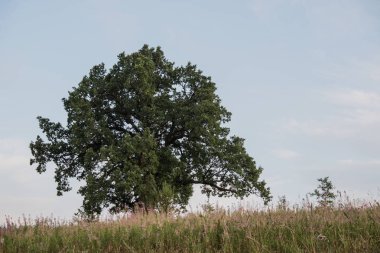 Gökyüzüne karşı ağaç. İngiliz meşesi, ya da yaz meşesi, ya da sıradan meşe, ya da İngiliz meşesi. Büyük, yüksek dallı bir ağaç, büyük bir taç ve güçlü bir gövde ile. 20-40 m yüksekliğe ulaşır. 2000 yıla kadar yaşayabilir.