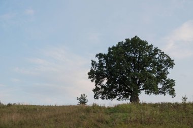 Gökyüzüne karşı ağaç. İngiliz meşesi, ya da yaz meşesi, ya da sıradan meşe, ya da İngiliz meşesi. Büyük, yüksek dallı bir ağaç, büyük bir taç ve güçlü bir gövde ile. 20-40 m yüksekliğe ulaşır. 2000 yıla kadar yaşayabilir.