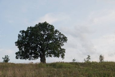 Gökyüzüne karşı ağaç. İngiliz meşesi, ya da yaz meşesi, ya da sıradan meşe, ya da İngiliz meşesi. Büyük, yüksek dallı bir ağaç, büyük bir taç ve güçlü bir gövde ile. 20-40 m yüksekliğe ulaşır. 2000 yıla kadar yaşayabilir.