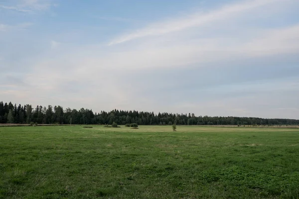 Yeşil alan ve mavi gökyüzü ile Manzara. Ufukta orman kuşağı. Yaz. Gün.