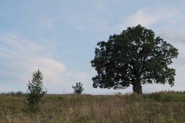 Gökyüzüne karşı ağaç. İngiliz meşesi, ya da yaz meşesi, ya da sıradan meşe, ya da İngiliz meşesi. Büyük, yüksek dallı bir ağaç, büyük bir taç ve güçlü bir gövde ile. 20-40 m yüksekliğe ulaşır. 2000 yıla kadar yaşayabilir.