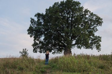 Gökyüzüne karşı ağaç. İngiliz meşesi, ya da yaz meşesi, ya da sıradan meşe, ya da İngiliz meşesi. Büyük, yüksek dallı bir ağaç, büyük bir taç ve güçlü bir gövde ile. 20-40 m yüksekliğe ulaşır. 2000 yıla kadar yaşayabilir.