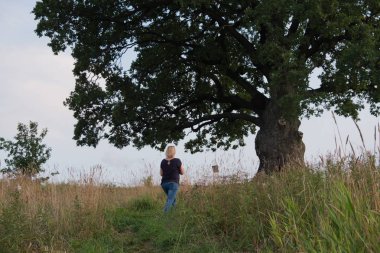 Gökyüzüne karşı ağaç. İngiliz meşesi, ya da yaz meşesi, ya da sıradan meşe, ya da İngiliz meşesi. Büyük, yüksek dallı bir ağaç, büyük bir taç ve güçlü bir gövde ile. 20-40 m yüksekliğe ulaşır. 2000 yıla kadar yaşayabilir.