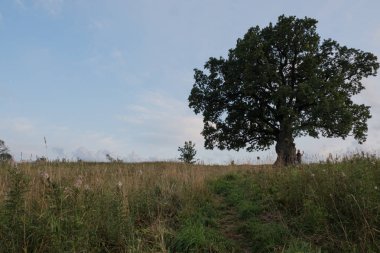 Gökyüzüne karşı ağaç. İngiliz meşesi, ya da yaz meşesi, ya da sıradan meşe, ya da İngiliz meşesi. Büyük, yüksek dallı bir ağaç, büyük bir taç ve güçlü bir gövde ile. 20-40 m yüksekliğe ulaşır. 2000 yıla kadar yaşayabilir.