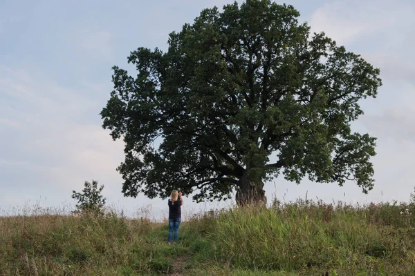 Gökyüzüne karşı ağaç. İngiliz meşesi, ya da yaz meşesi, ya da sıradan meşe, ya da İngiliz meşesi. Büyük, yüksek dallı bir ağaç, büyük bir taç ve güçlü bir gövde ile. 20-40 m yüksekliğe ulaşır. 2000 yıla kadar yaşayabilir.