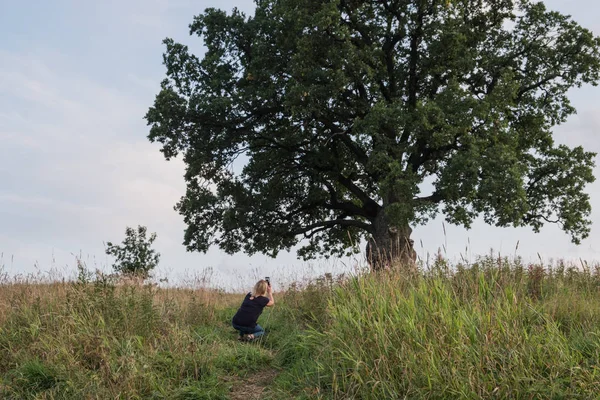 Gökyüzüne karşı ağaç. İngiliz meşesi, ya da yaz meşesi, ya da sıradan meşe, ya da İngiliz meşesi. Büyük, yüksek dallı bir ağaç, büyük bir taç ve güçlü bir gövde ile. 20-40 m yüksekliğe ulaşır. 2000 yıla kadar yaşayabilir.