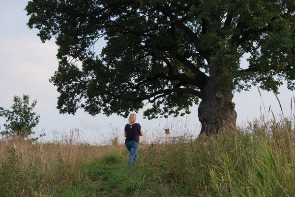 Gökyüzüne karşı ağaç. İngiliz meşesi, ya da yaz meşesi, ya da sıradan meşe, ya da İngiliz meşesi. Büyük, yüksek dallı bir ağaç, büyük bir taç ve güçlü bir gövde ile. 20-40 m yüksekliğe ulaşır. 2000 yıla kadar yaşayabilir.