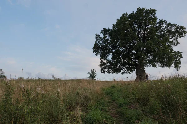 Gökyüzüne karşı ağaç. İngiliz meşesi, ya da yaz meşesi, ya da sıradan meşe, ya da İngiliz meşesi. Büyük, yüksek dallı bir ağaç, büyük bir taç ve güçlü bir gövde ile. 20-40 m yüksekliğe ulaşır. 2000 yıla kadar yaşayabilir.