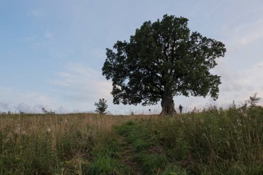 Gökyüzüne karşı ağaç. İngiliz meşesi, ya da yaz meşesi, ya da sıradan meşe, ya da İngiliz meşesi. Büyük, yüksek dallı bir ağaç, büyük bir taç ve güçlü bir gövde ile. 20-40 m yüksekliğe ulaşır. 2000 yıla kadar yaşayabilir.
