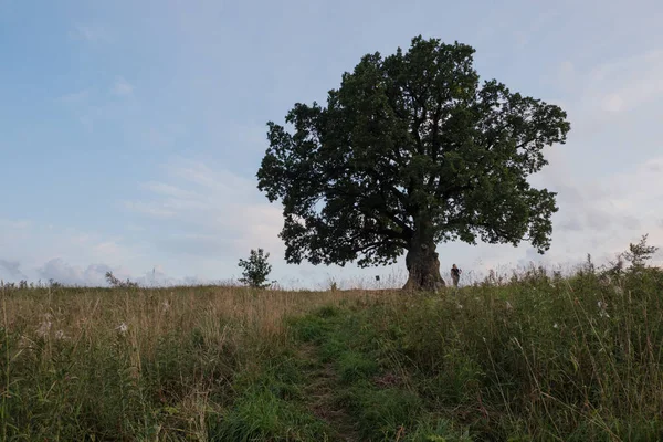 Gökyüzüne karşı ağaç. İngiliz meşesi, ya da yaz meşesi, ya da sıradan meşe, ya da İngiliz meşesi. Büyük, yüksek dallı bir ağaç, büyük bir taç ve güçlü bir gövde ile. 20-40 m yüksekliğe ulaşır. 2000 yıla kadar yaşayabilir.
