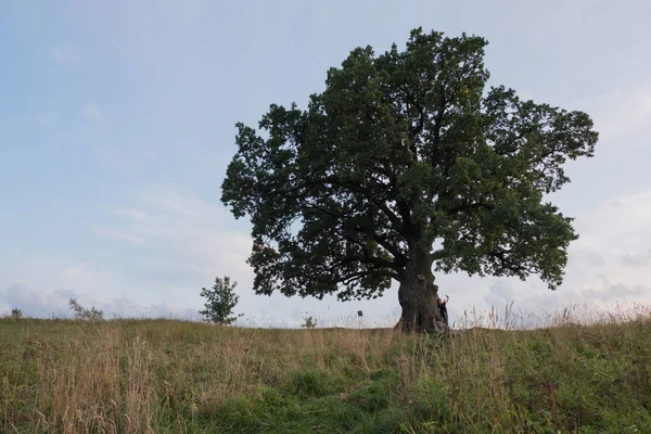 Gökyüzüne karşı ağaç. İngiliz meşesi, ya da yaz meşesi, ya da sıradan meşe, ya da İngiliz meşesi. Büyük, yüksek dallı bir ağaç, büyük bir taç ve güçlü bir gövde ile. 20-40 m yüksekliğe ulaşır. 2000 yıla kadar yaşayabilir.