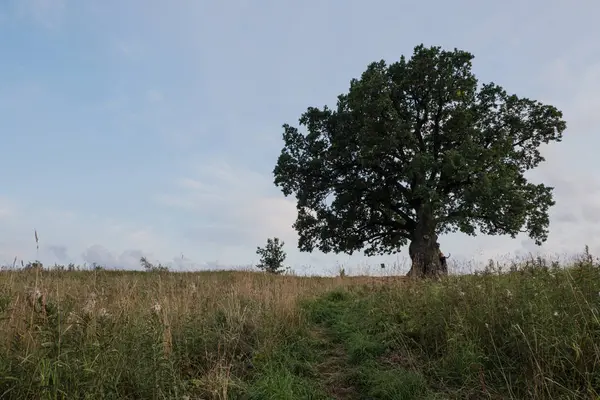 Gökyüzüne karşı ağaç. İngiliz meşesi, ya da yaz meşesi, ya da sıradan meşe, ya da İngiliz meşesi. Büyük, yüksek dallı bir ağaç, büyük bir taç ve güçlü bir gövde ile. 20-40 m yüksekliğe ulaşır. 2000 yıla kadar yaşayabilir.