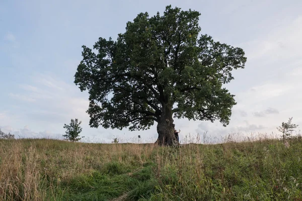 Gökyüzüne karşı ağaç. İngiliz meşesi, ya da yaz meşesi, ya da sıradan meşe, ya da İngiliz meşesi. Büyük, yüksek dallı bir ağaç, büyük bir taç ve güçlü bir gövde ile. 20-40 m yüksekliğe ulaşır. 2000 yıla kadar yaşayabilir.