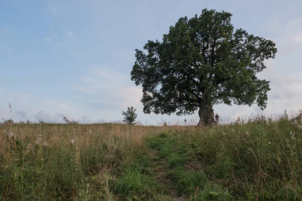 Gökyüzüne karşı ağaç. İngiliz meşesi, ya da yaz meşesi, ya da sıradan meşe, ya da İngiliz meşesi. Büyük, yüksek dallı bir ağaç, büyük bir taç ve güçlü bir gövde ile. 20-40 m yüksekliğe ulaşır. 2000 yıla kadar yaşayabilir.