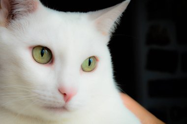 Yeşil, güzel gözlü beyaz bir kedi portresi. Kabarık bir kedinin etkileyici görünümü. Yumuşak, beyaz önlük.