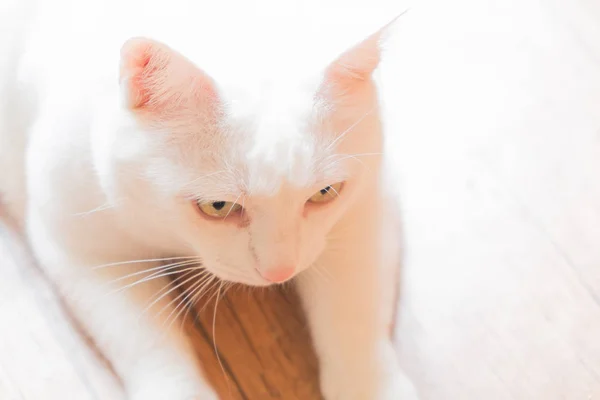 Porträt Einer Weißen Katze Mit Grünen Schönen Augen Der Ausdrucksstarke — Stockfoto