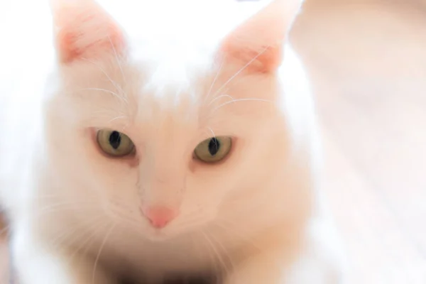 Yeşil Güzel Gözlü Beyaz Bir Kedi Portresi Kabarık Bir Kedinin — Stok fotoğraf