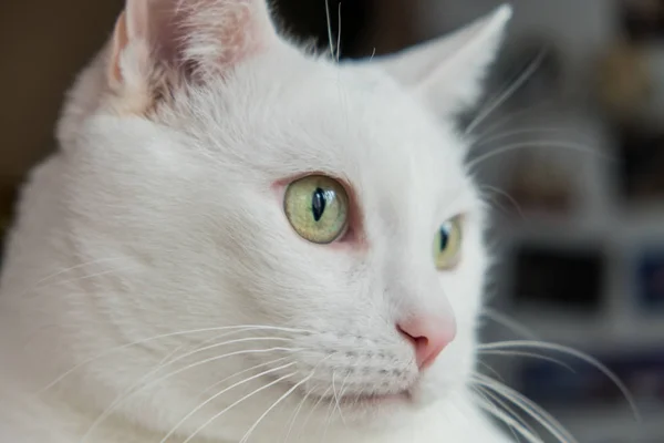 Porträt Einer Weißen Katze Mit Grünen Schönen Augen Der Ausdrucksstarke — Stockfoto