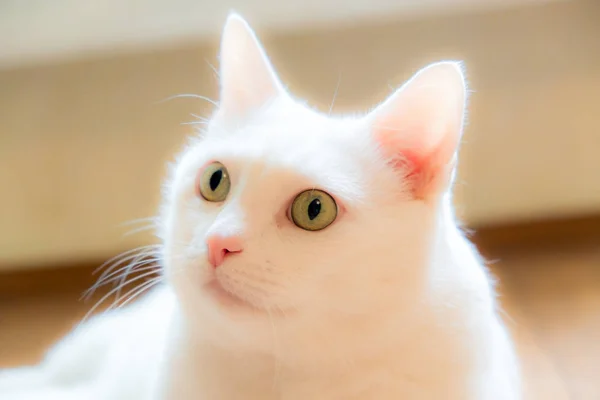 Portrait White Cat Green Beautiful Eyes Expressive Look Fluffy Cat — Stock Photo, Image