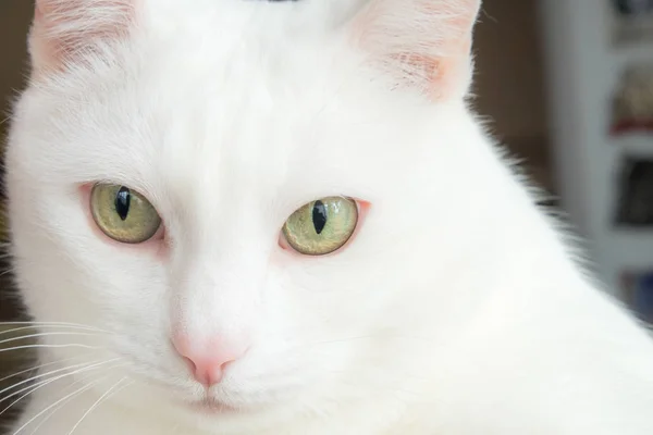 Porträt Einer Weißen Katze Mit Grünen Schönen Augen Der Ausdrucksstarke — Stockfoto