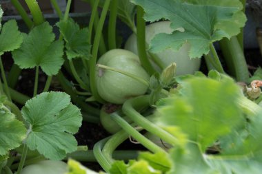 Kabak bahçede yetişir. Evin yanında küçük bir çiftlik. Doğal ürünler.