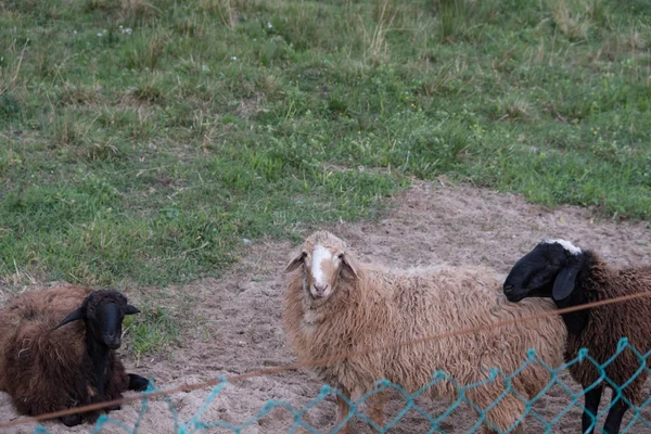 Sheep Walk Aviary Farm Tawny Sheep Fine Haired Lambs Animals — Stock Photo, Image