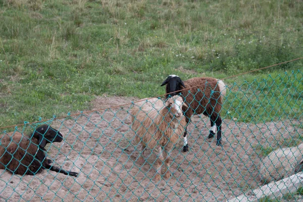 Sheep Walk Aviary Farm Tawny Sheep Fine Haired Lambs Animals — Stock Photo, Image