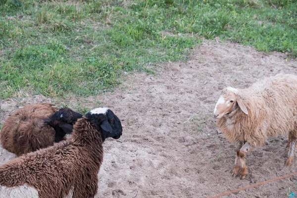 Sheep walk in the aviary on the farm. Tawny sheep. Fine-haired lambs. These animals are raised for meat, wool, milk, fat, skins and experiments (Dolly sheep). Summer. Evening.