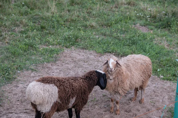 Sheep walk in the aviary on the farm. Tawny sheep. Fine-haired lambs. These animals are raised for meat, wool, milk, fat, skins and experiments (Dolly sheep). Summer. Evening.