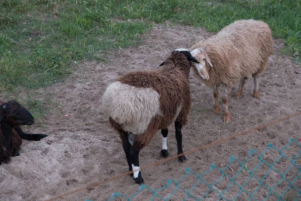 Sheep walk in the aviary on the farm. Tawny sheep. Fine-haired lambs. These animals are raised for meat, wool, milk, fat, skins and experiments (Dolly sheep). Summer. Evening.