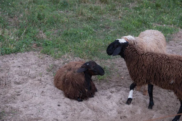 Sheep walk in the aviary on the farm. Tawny sheep. Fine-haired lambs. These animals are raised for meat, wool, milk, fat, skins and experiments (Dolly sheep). Summer. Evening.