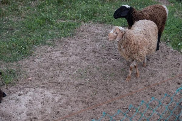 Sheep walk in the aviary on the farm. Tawny sheep. Fine-haired lambs. These animals are raised for meat, wool, milk, fat, skins and experiments (Dolly sheep). Summer. Evening.