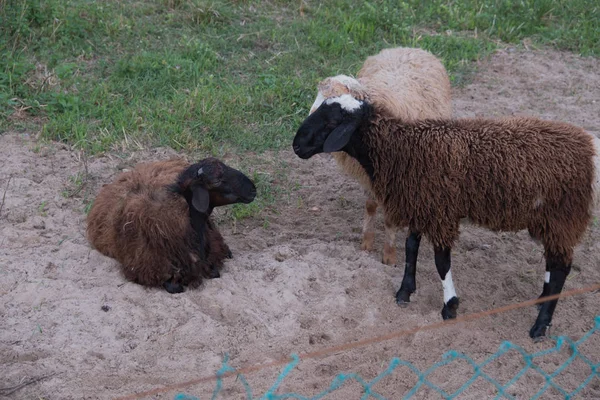 Sheep walk in the aviary on the farm. Tawny sheep. Fine-haired lambs. These animals are raised for meat, wool, milk, fat, skins and experiments (Dolly sheep). Summer. Evening.