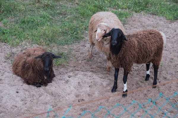 Sheep walk in the aviary on the farm. Tawny sheep. Fine-haired lambs. These animals are raised for meat, wool, milk, fat, skins and experiments (Dolly sheep). Summer. Evening.