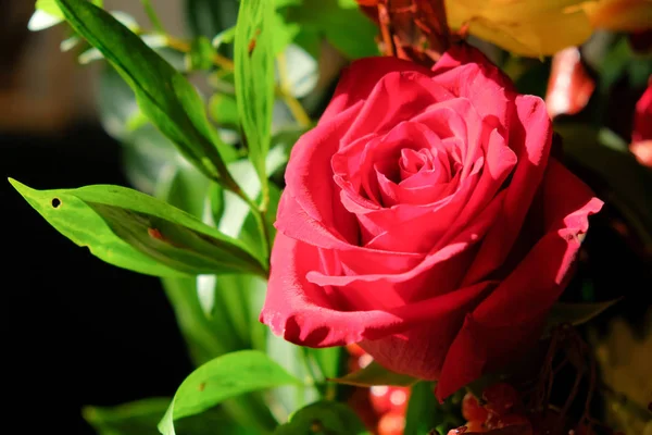 Rote Rose Und Ein Strauß Blumen Beeren Von Rotem Viburnum — Stockfoto