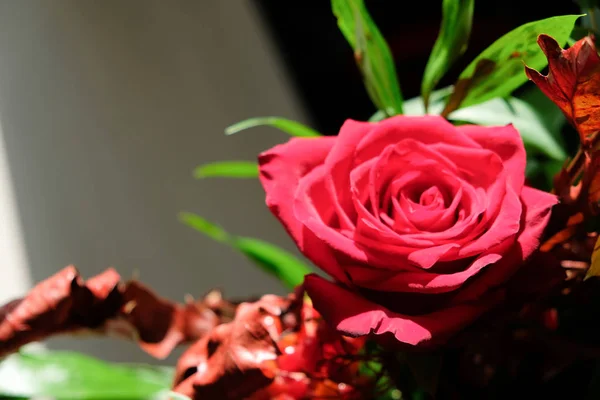 Rote Rose Und Ein Strauß Blumen Beeren Von Rotem Viburnum — Stockfoto