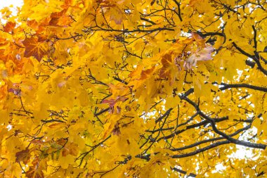 Sonbahar geldi, sonbahar geldi. Ağaçların ve çalıların dallarında sarı, kırmızı ve renkli yapraklar. Gökyüzüne karşı yaprakların parlak, alışılmadık renkleri. Gün, bulutlu, rüzgarlı.